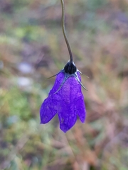 Campanula patula