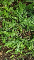 Blechnum filiforme