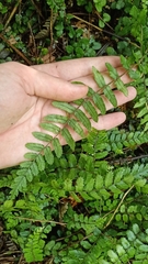 Blechnum filiforme