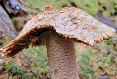 Styloctetor purpurescens