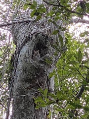 Megascops guatemalae