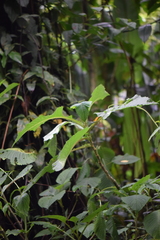 Jessea cooperi