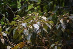 Hampea appendiculata