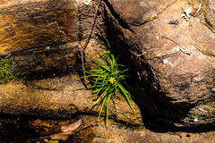 Hypoxis angustifolia