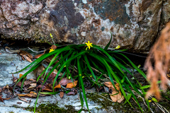 Hypoxis angustifolia