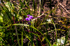 Lotononis bachmanniana