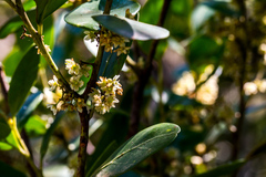 Pterocelastrus echinatus