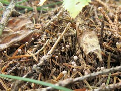 Marasmiellus filopes