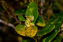 Pterocelastrus echinatus