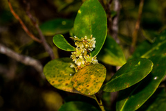 Pterocelastrus echinatus