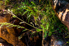 Senecio glanduloso-lanosus