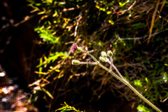 Senecio glanduloso-lanosus