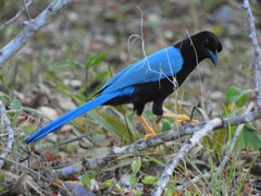 Cyanocorax yucatanicus