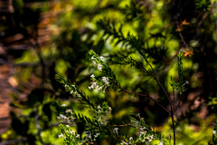 Struthiola pondoensis