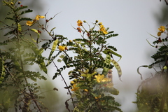 Senna auriculata