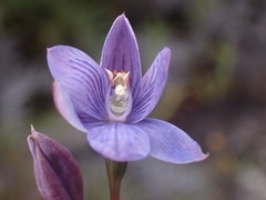 Thelymitra pulchella