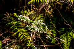 Struthiola pondoensis