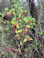 Cotoneaster franchetii