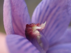 Thelymitra pulchella
