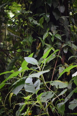 Jessea cooperi