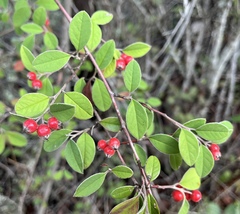 Cotoneaster franchetii