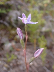 Thelymitra pulchella