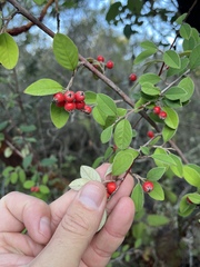 Cotoneaster franchetii