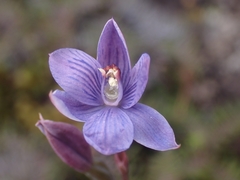 Thelymitra pulchella