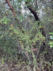 Cotoneaster franchetii