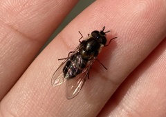 Betasyrphus serarius
