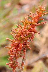 Gyrostemon australasicus
