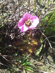Drosera zeyheri