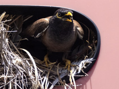 Acridotheres tristis
