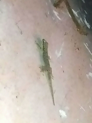 Hemidactylus platyurus