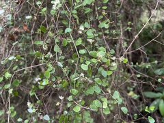Scandia geniculata