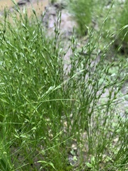 Juncus bufonius