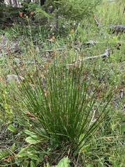 Juncus drummondii