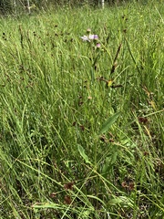 Symphyotrichum bracteolatum
