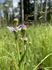 Symphyotrichum bracteolatum