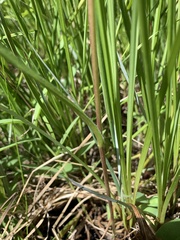 Symphyotrichum bracteolatum
