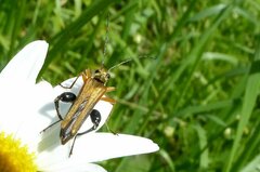 Oedemera podagrariae