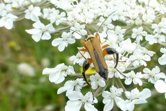 Oedemera podagrariae