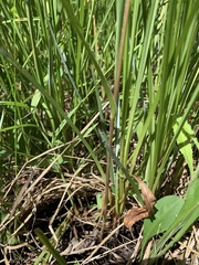 Symphyotrichum bracteolatum