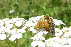 Oedemera podagrariae