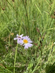 Symphyotrichum bracteolatum