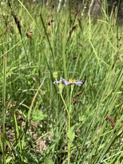 Symphyotrichum bracteolatum