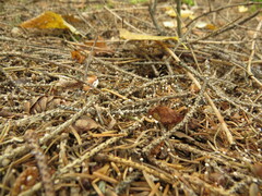 Marasmiellus filopes