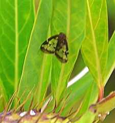 Scolypopa