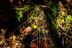 Utricularia prehensilis