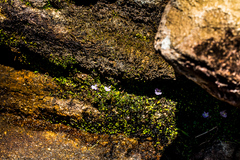 Utricularia sandersonii